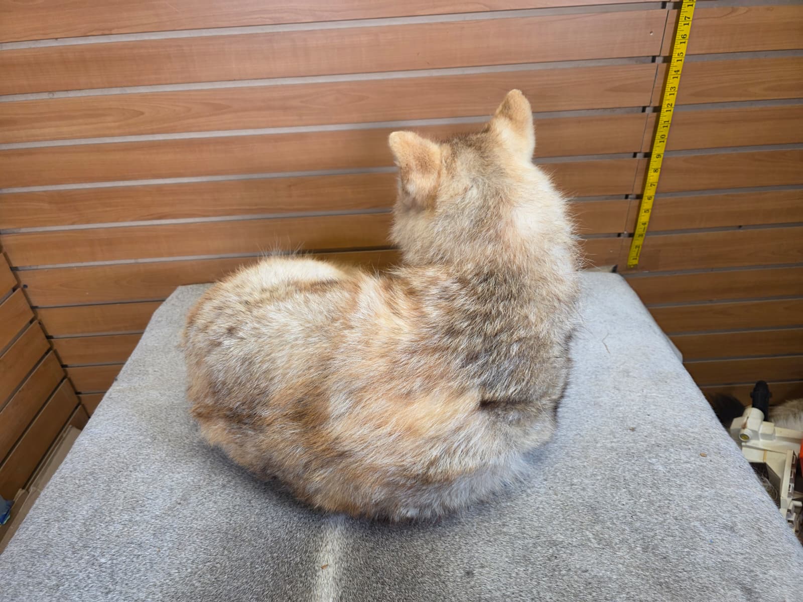 KMCY31 - Full-Body Coyote Taxidermy Mount