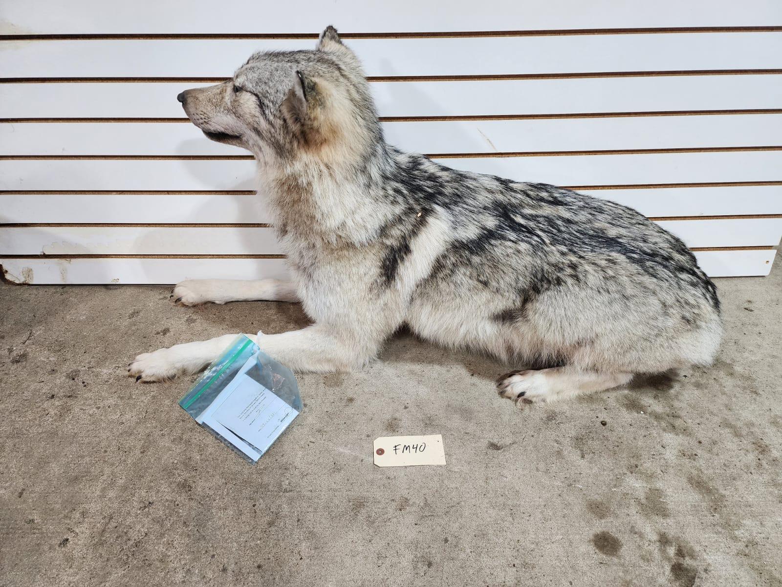 FHSUZ25 - Alaskan Wolf Taxidermy Mount