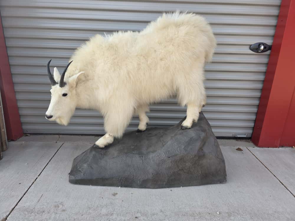 FHCM67 - Mountain Goat Full Mount