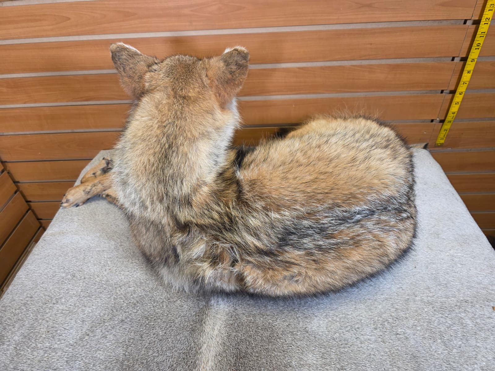KMCY22 - Full-Body Coyote Taxidermy Mount