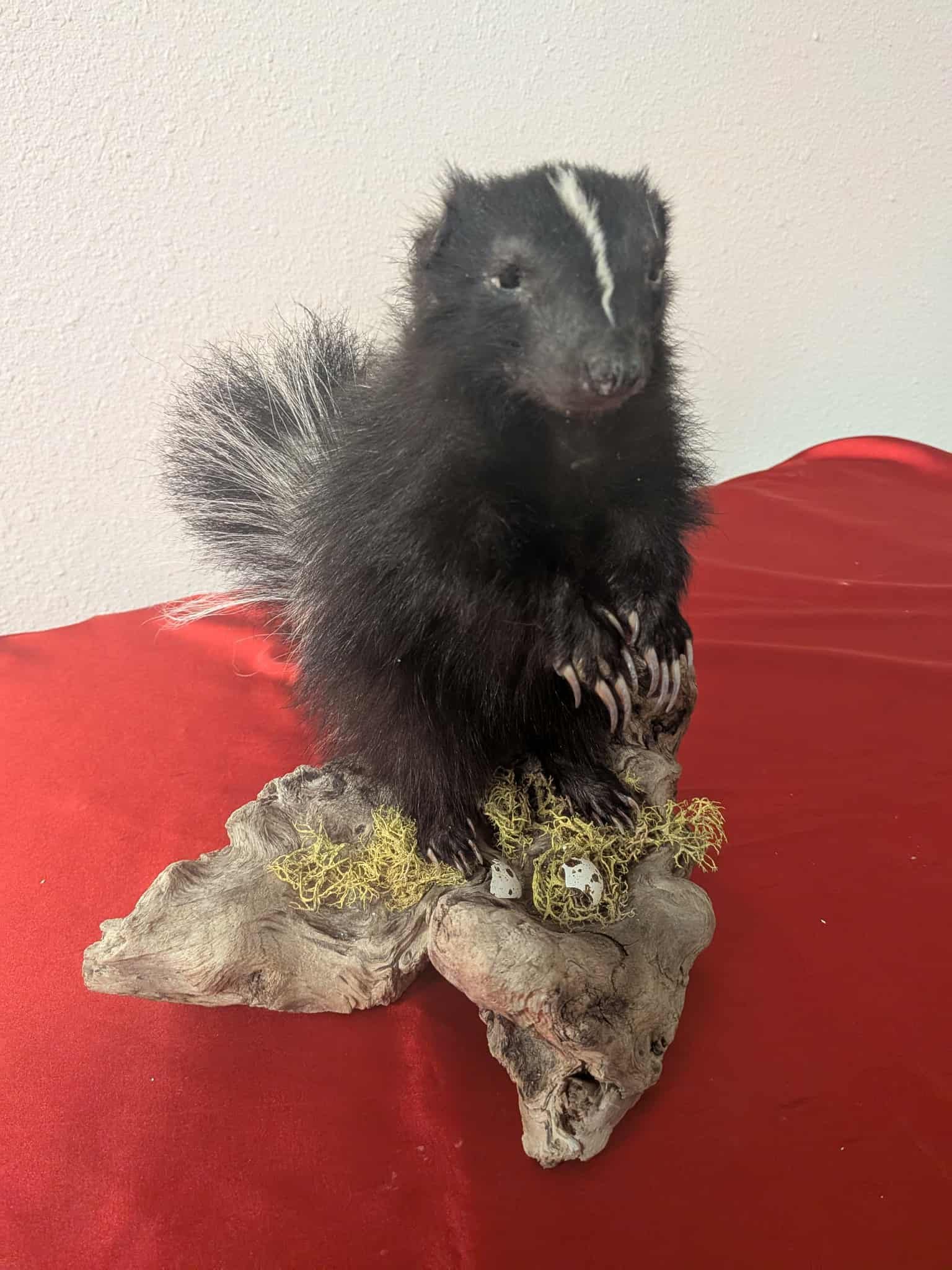 FHSUZ20 - Fluffy Baby Skunk Taxidermy Mount