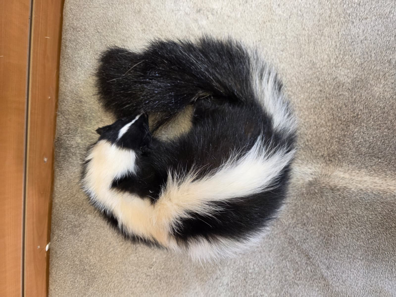 KMSK12 - Full-Body Skunk Taxidermy Mount