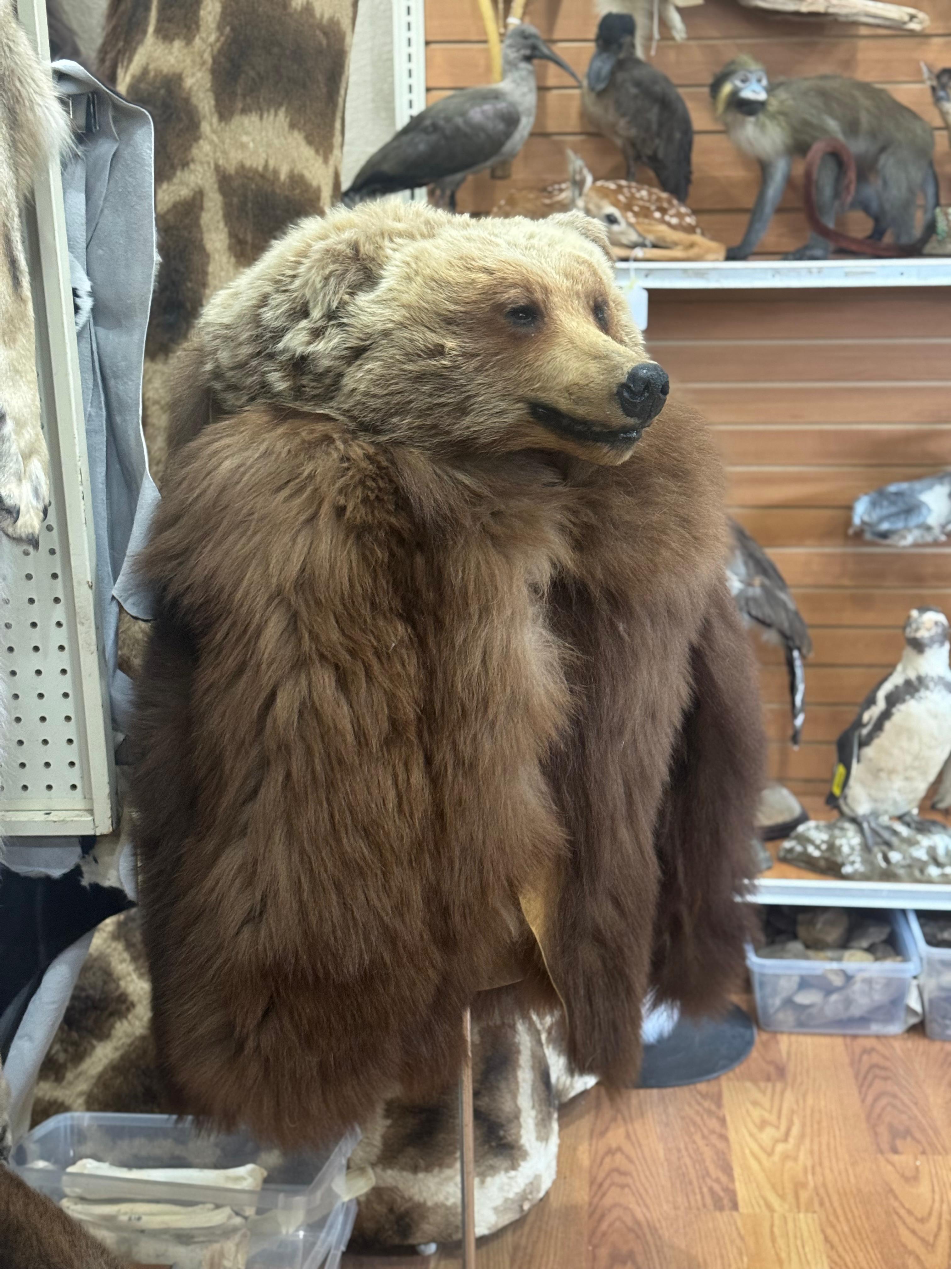 FHSUZ26 - Grizzly Bear Real Fur Coat With Grizzly Bear Head