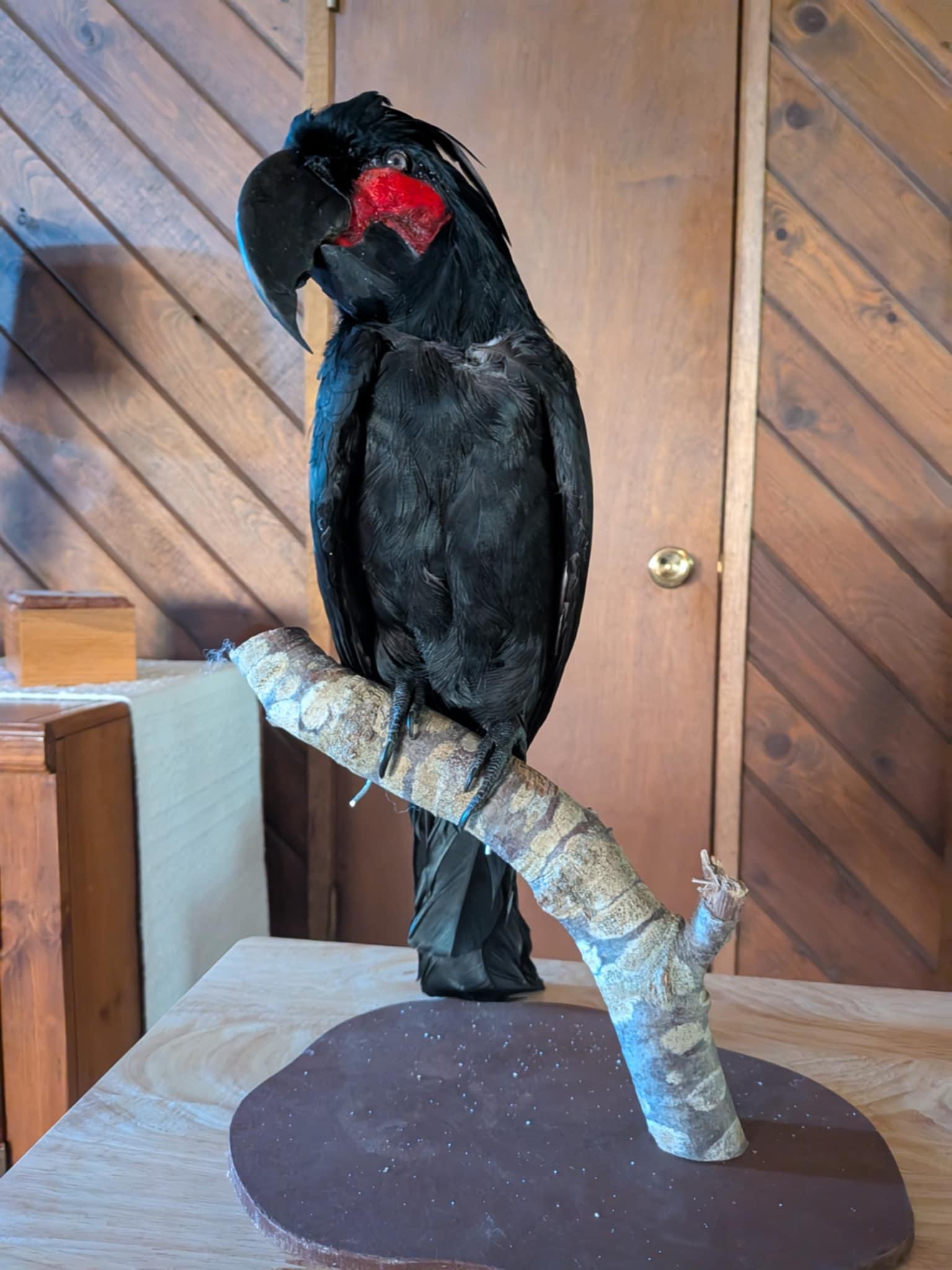 FHSUZ27 - Palm Cockatoo Bird Taxidermy Mount
