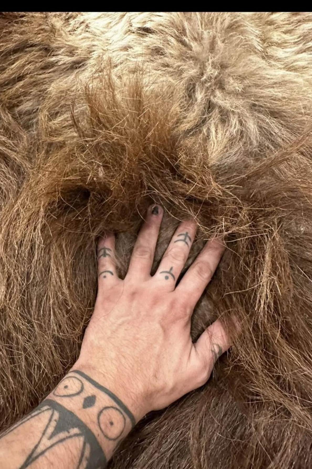 FHSUZ28 - Muskox Rug With Mounted Taxidermy Head