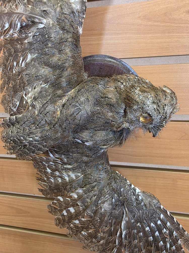 JTV274 - Eurasian Scops Owl Full Mount