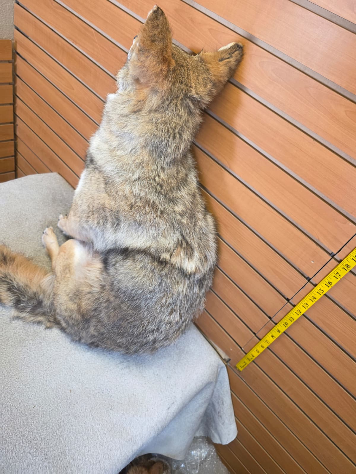 KMCY28 - Full-Body Coyote Taxidermy Mount