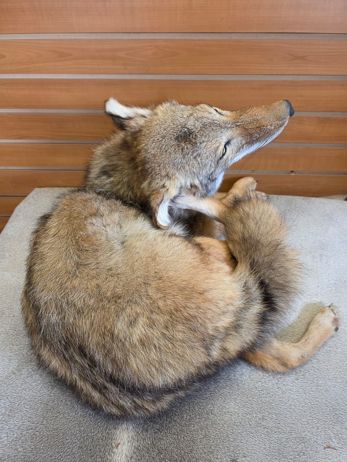 KMCY32 - Full-Body Coyote Taxidermy Mount
