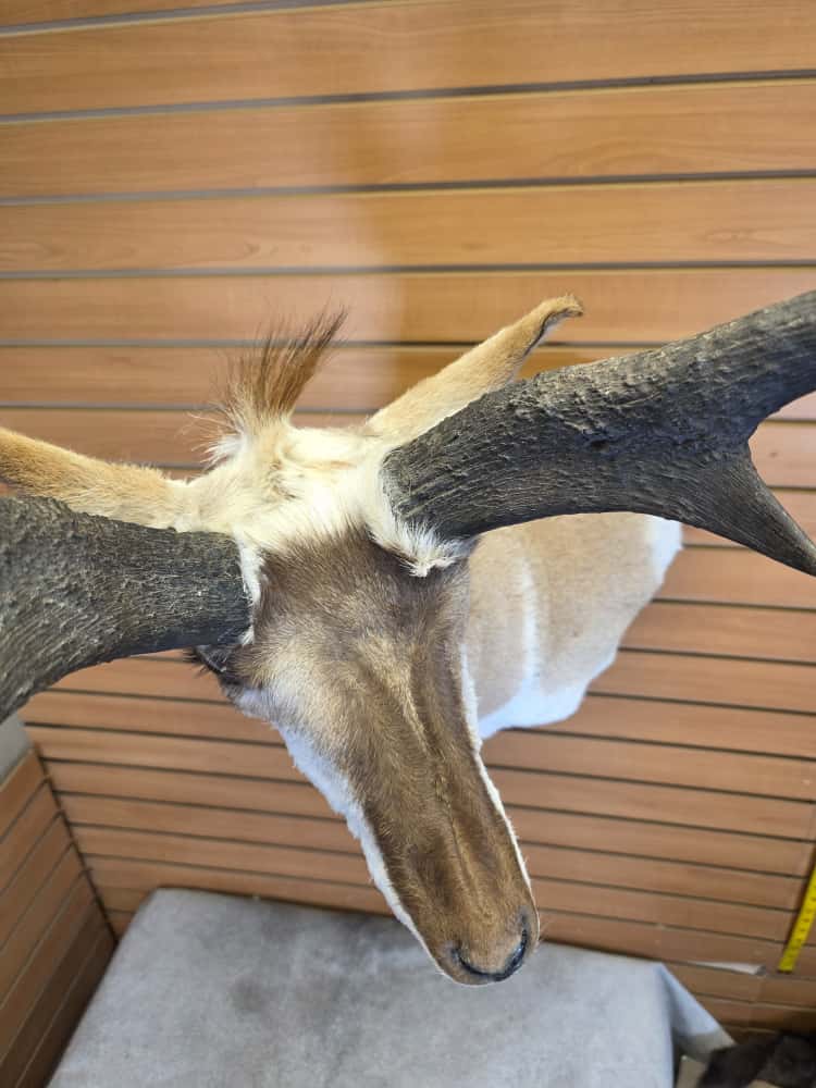 FHCM64 - Pronghorn Antelope Head Mount