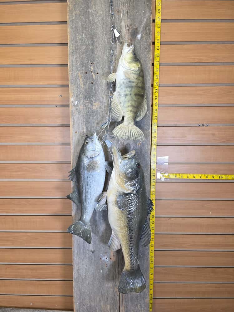 FHCM63 - Florida Bass Full Mount – Set of 3