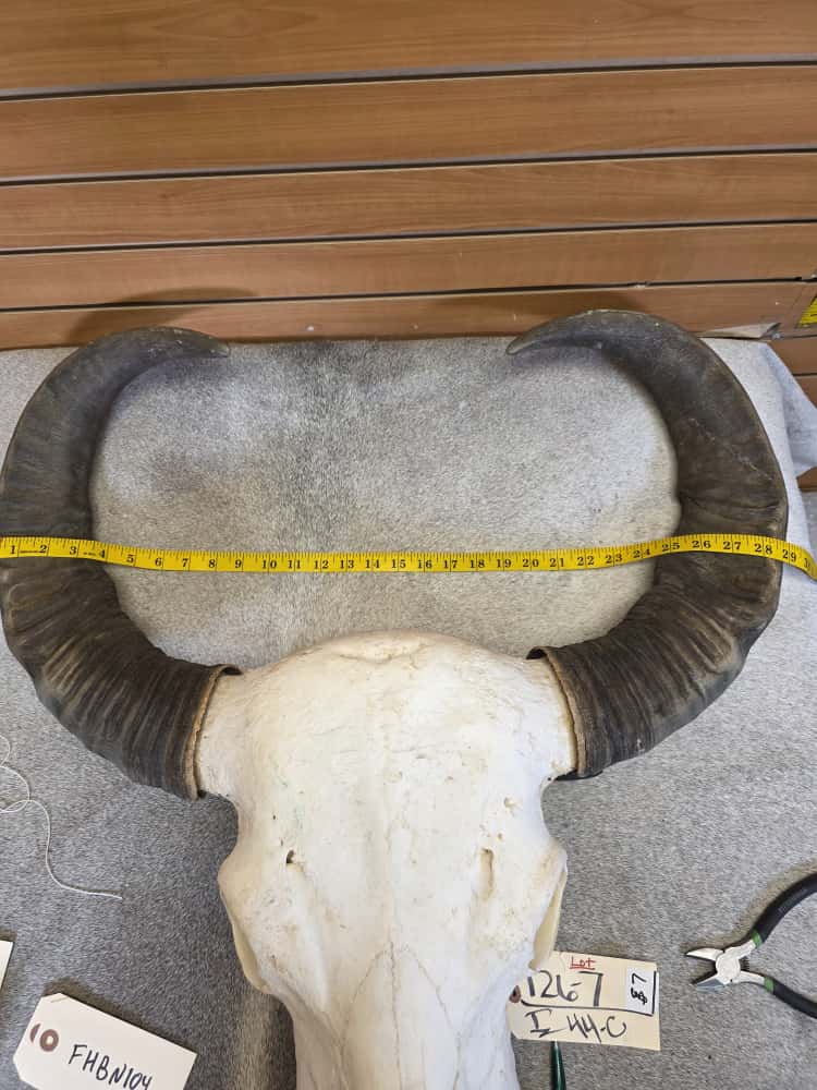 JTV295 - Asian Water Buffalo Skull
