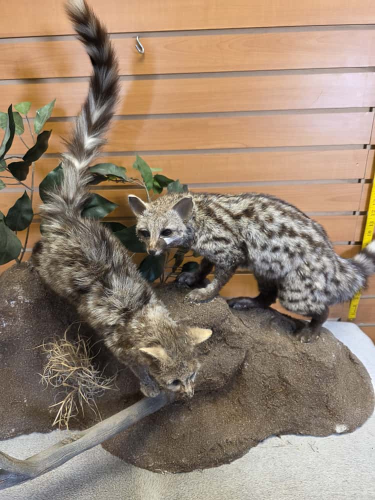 FHCM65 - pair Common Genet – Full Body Mounts