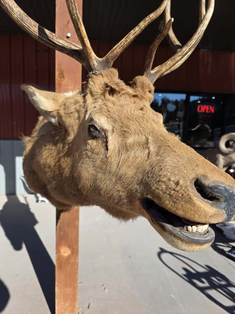 JTV297 - Elk Deer Head Taxidermy Mount
