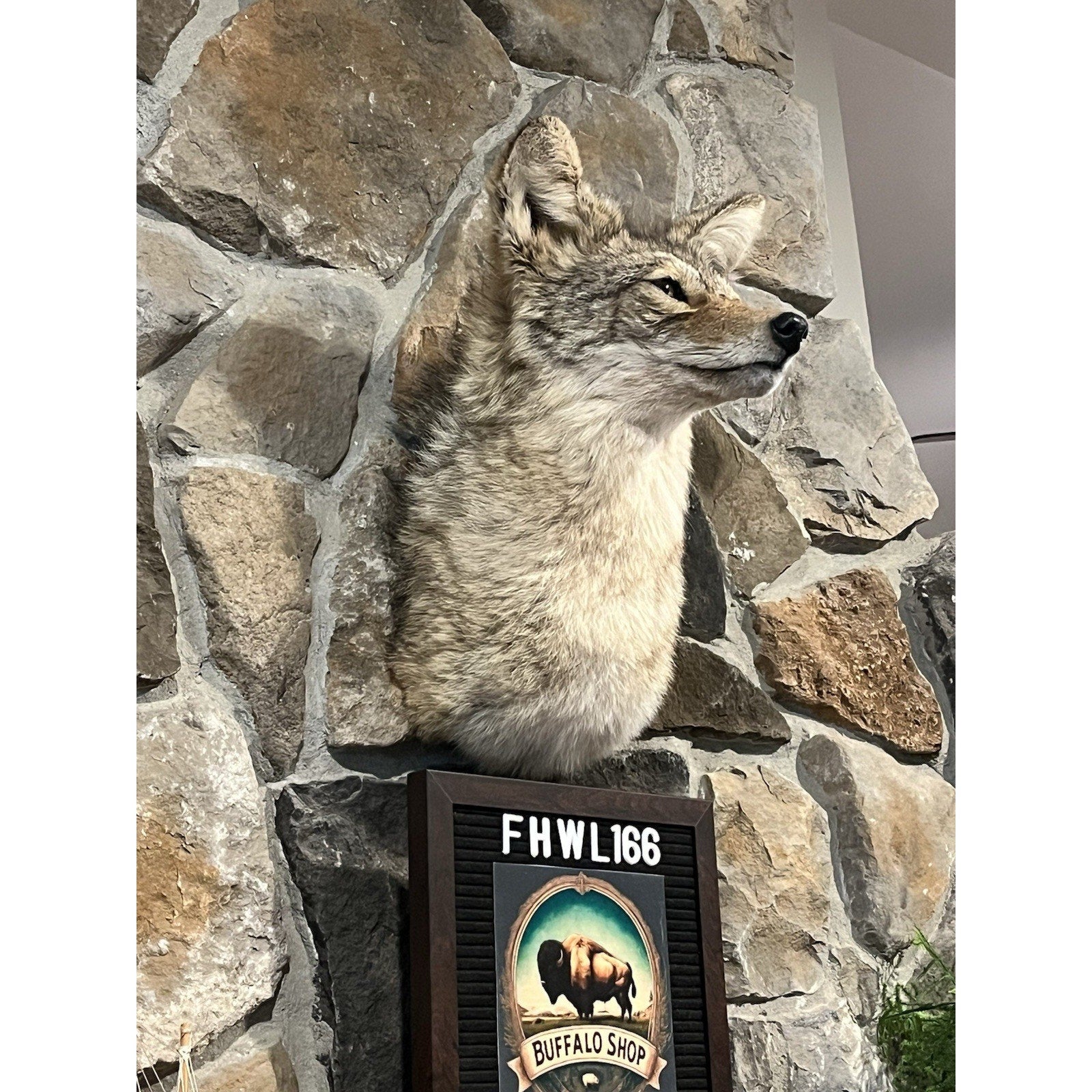 FHWL166 - Coyote Shoulder Museum Quality mount Taxidermy