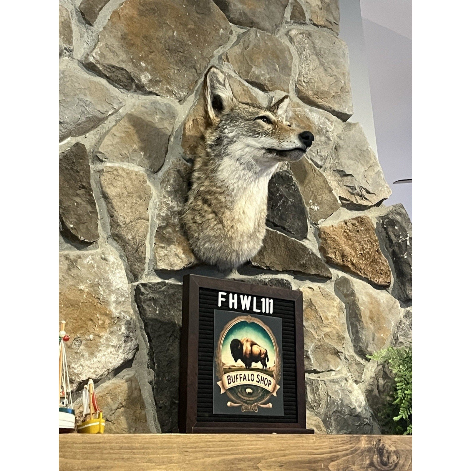 FHWL111 - Coyote Shoulder Museum Quality mount Taxidermy