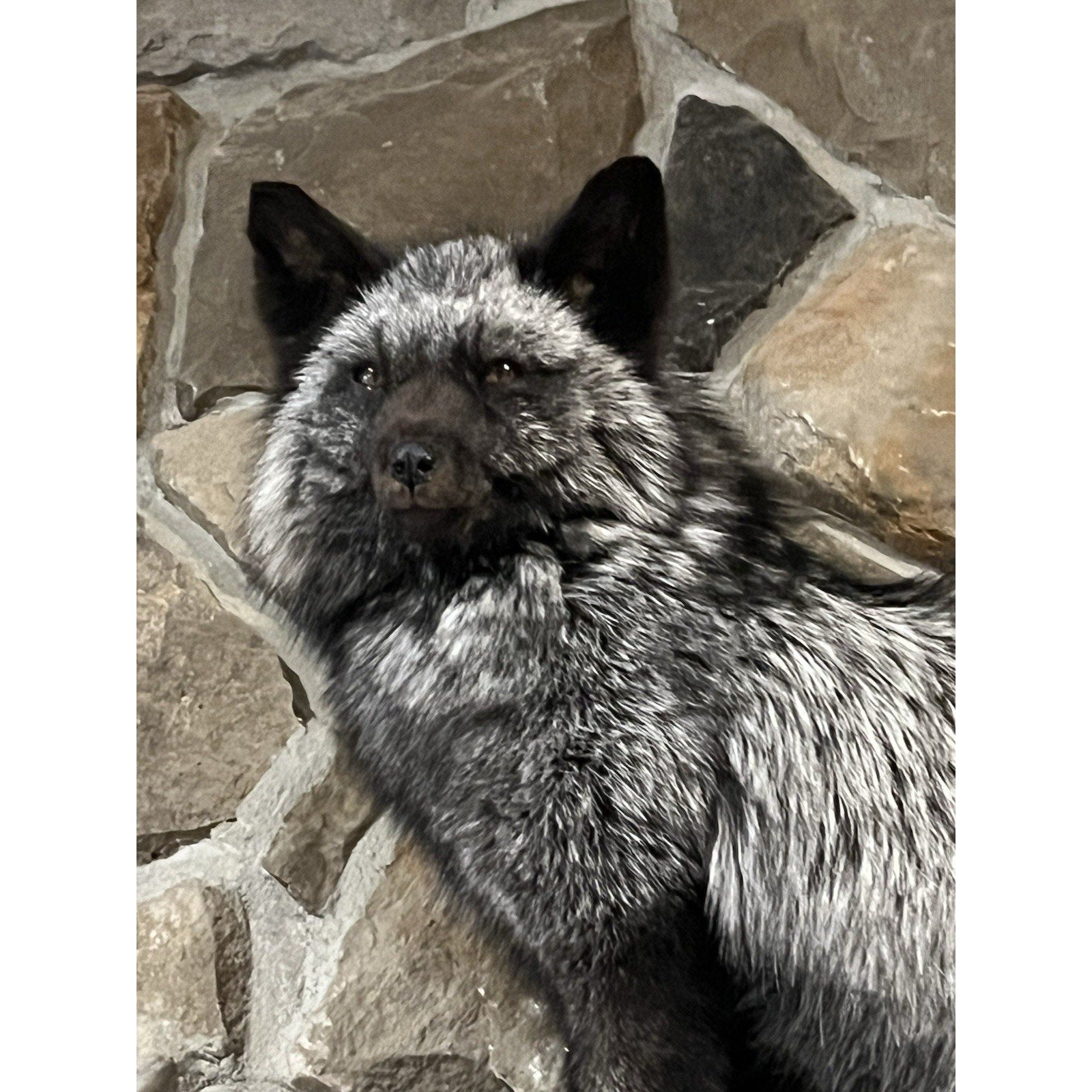 FHWL3 - Massive Silver Fox Taxidermy Full Body Mount