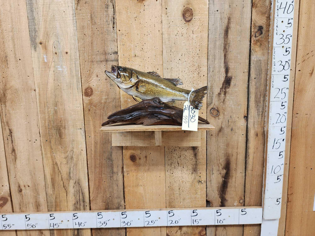 FH55D - 18" Largemouth Bass Real Skin Fish Taxidermy