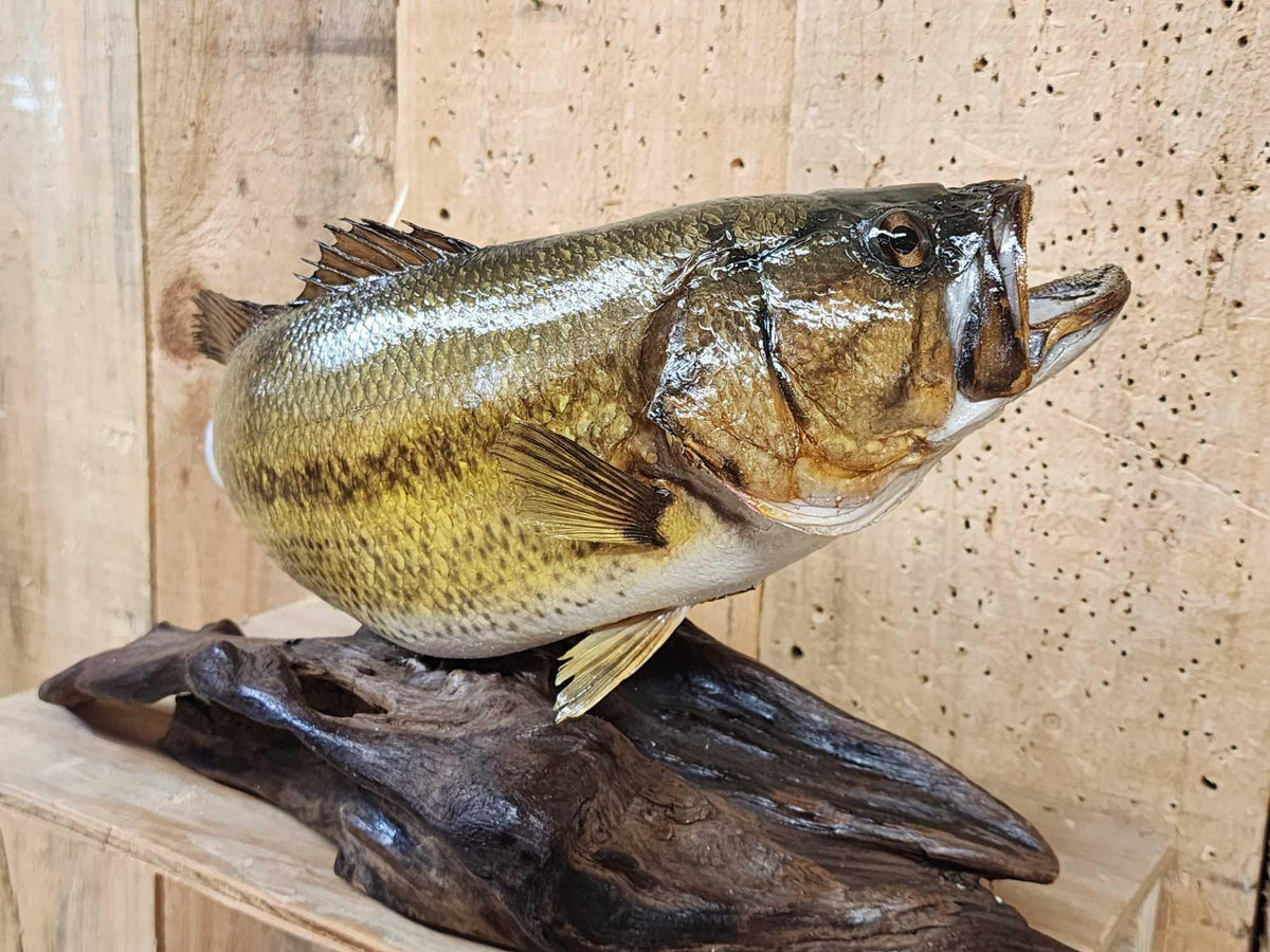 FH55D - 18" Largemouth Bass Real Skin Fish Taxidermy