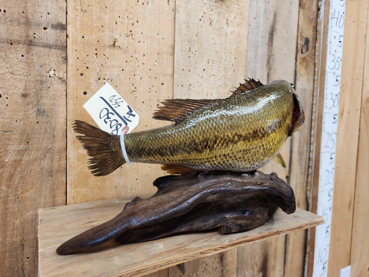 FH55D - 18" Largemouth Bass Real Skin Fish Taxidermy