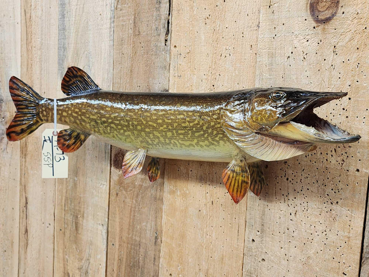 FH55P - 34" Northern Pike Real Skin Fish Taxidermy
