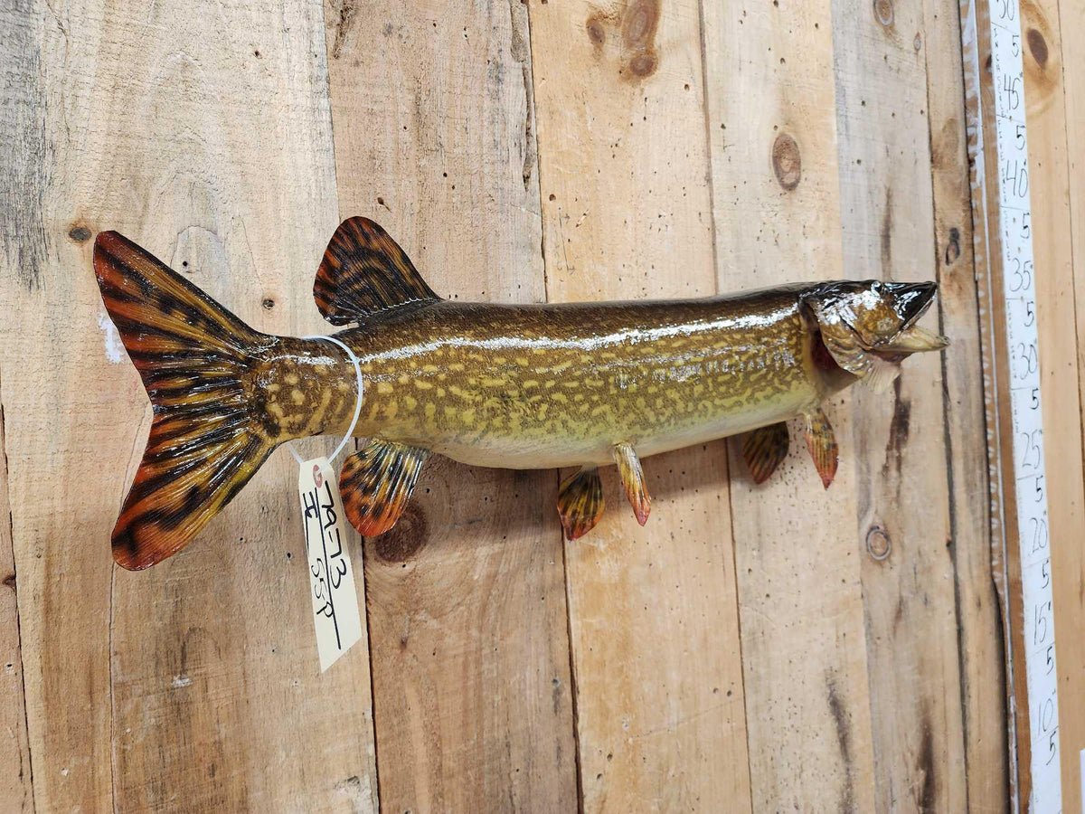 FH55P - 34" Northern Pike Real Skin Fish Taxidermy