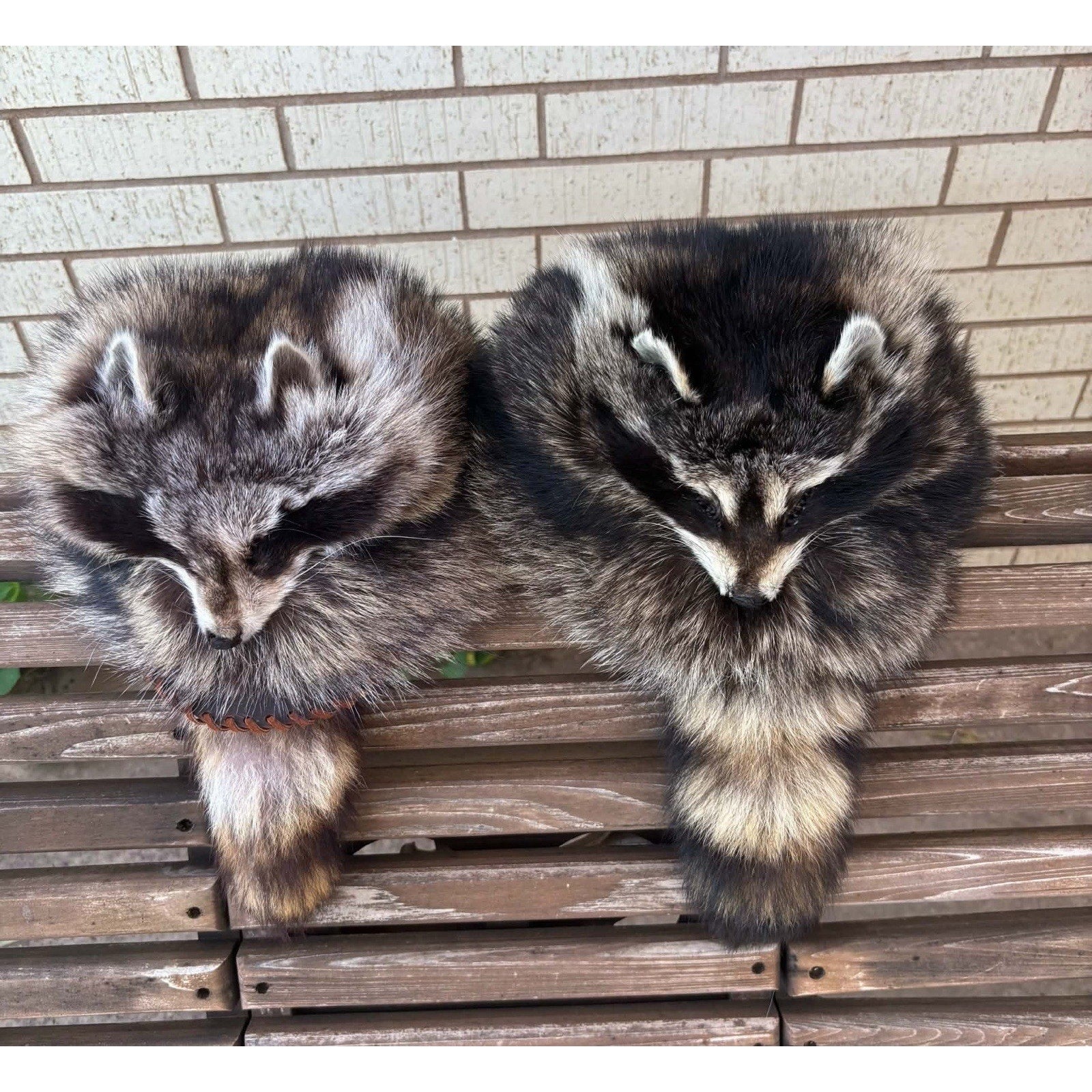 FHMM0629 - Premium Hand Crafted Daniel Boone Raccoon Hats Taxidermy
