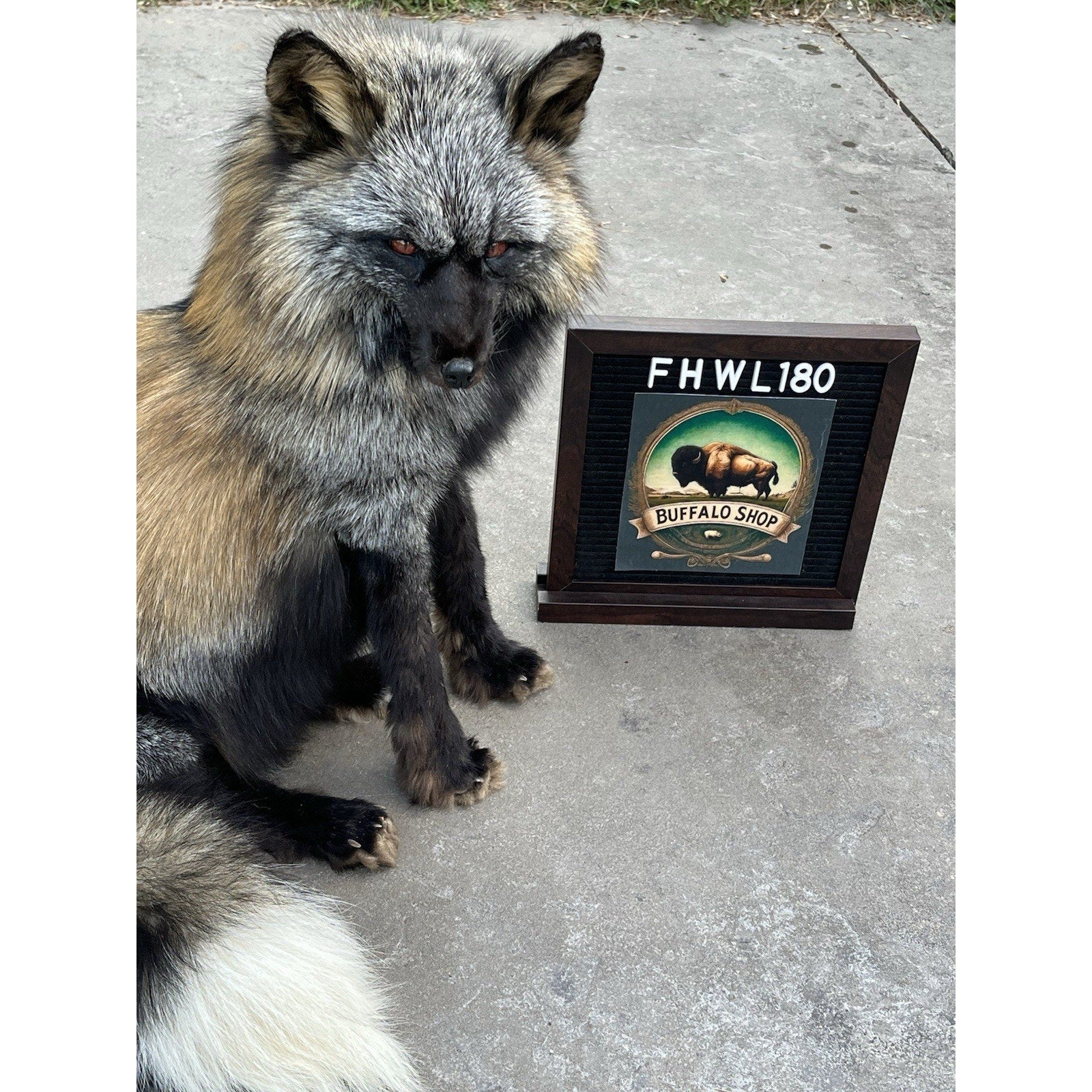 FHWL180- Museum Quality Red Fox Taxidermy mount