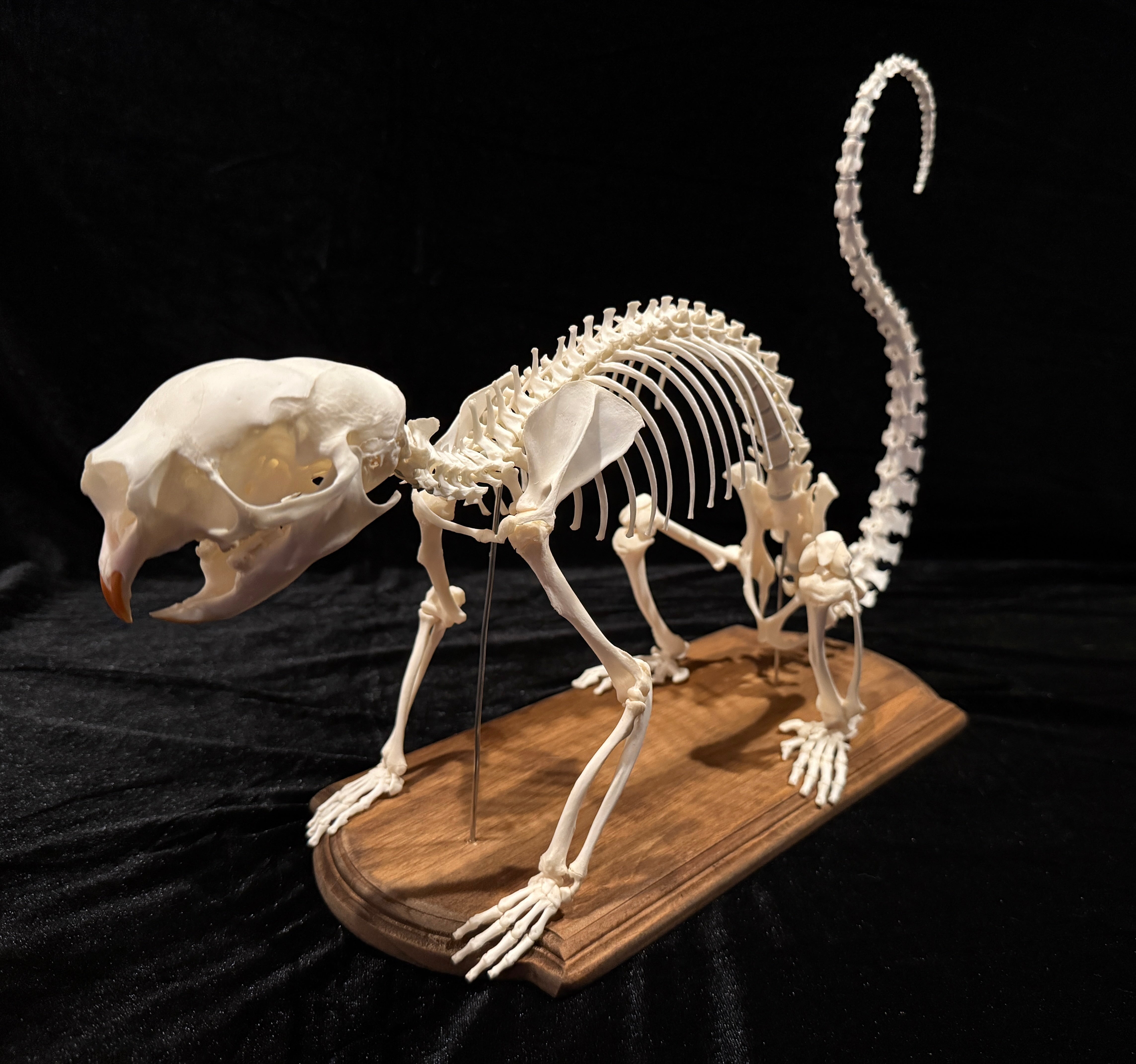 FHDA4 - Real Prehensile-Tailed Porcupine Articulated Skeleton taxidermy