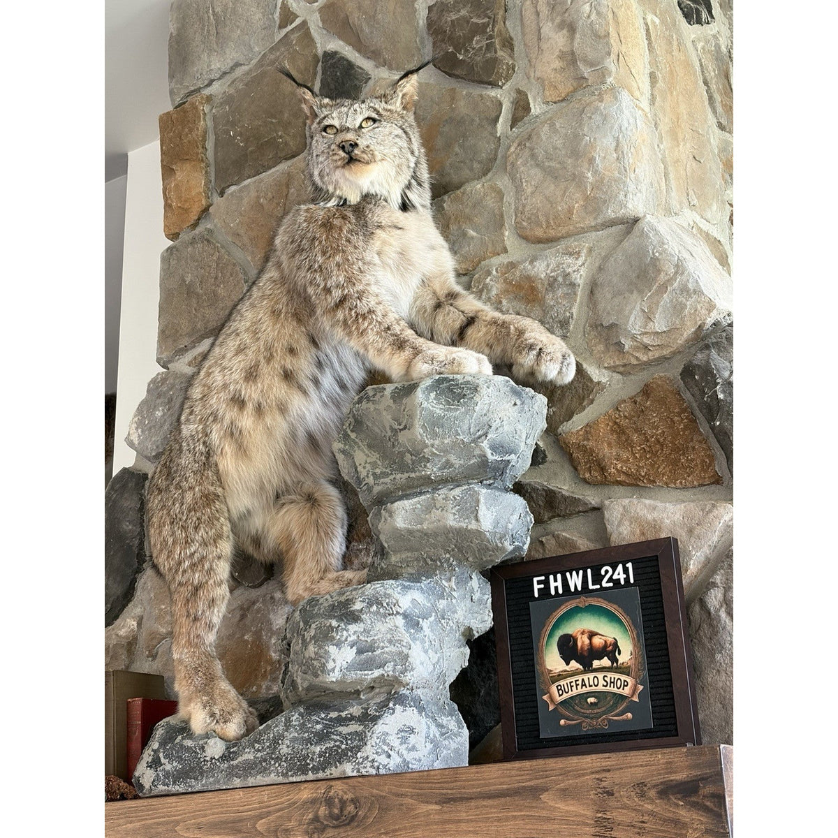 FHWL241 - Museum Quality Alaskan Lynx Taxidermy Full Body Mount Prime Fur