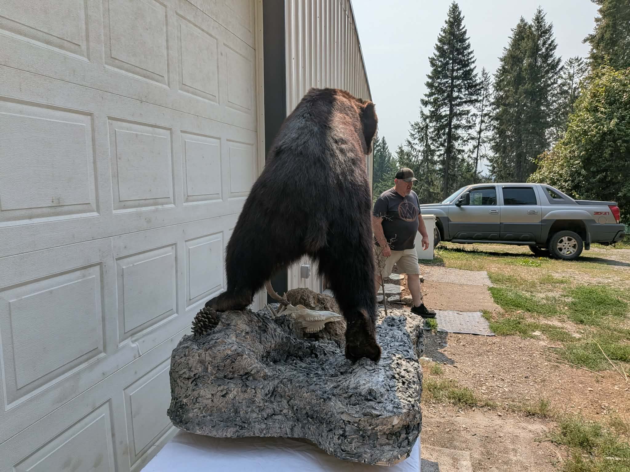 FHPATBE22 - full body black bear taxidermy