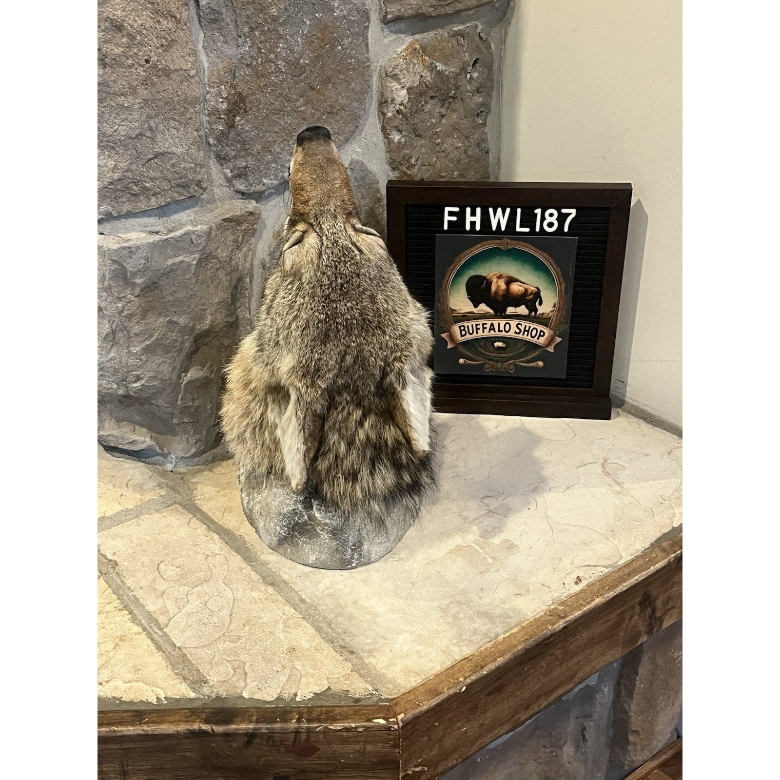 FHWL187 - Howling Coyote Shoulder Museum Quality mount Taxidermy