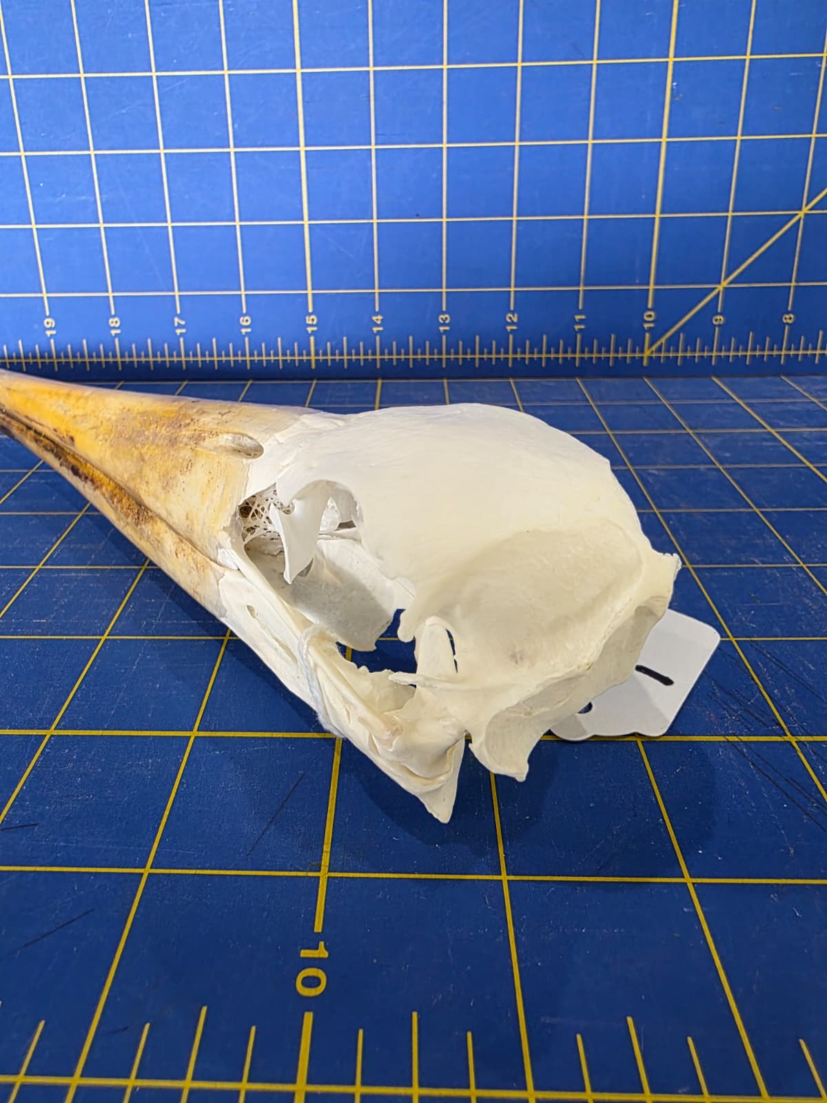 JTV200 - Real Yellow-billed stork Bird Skull Taxidermy