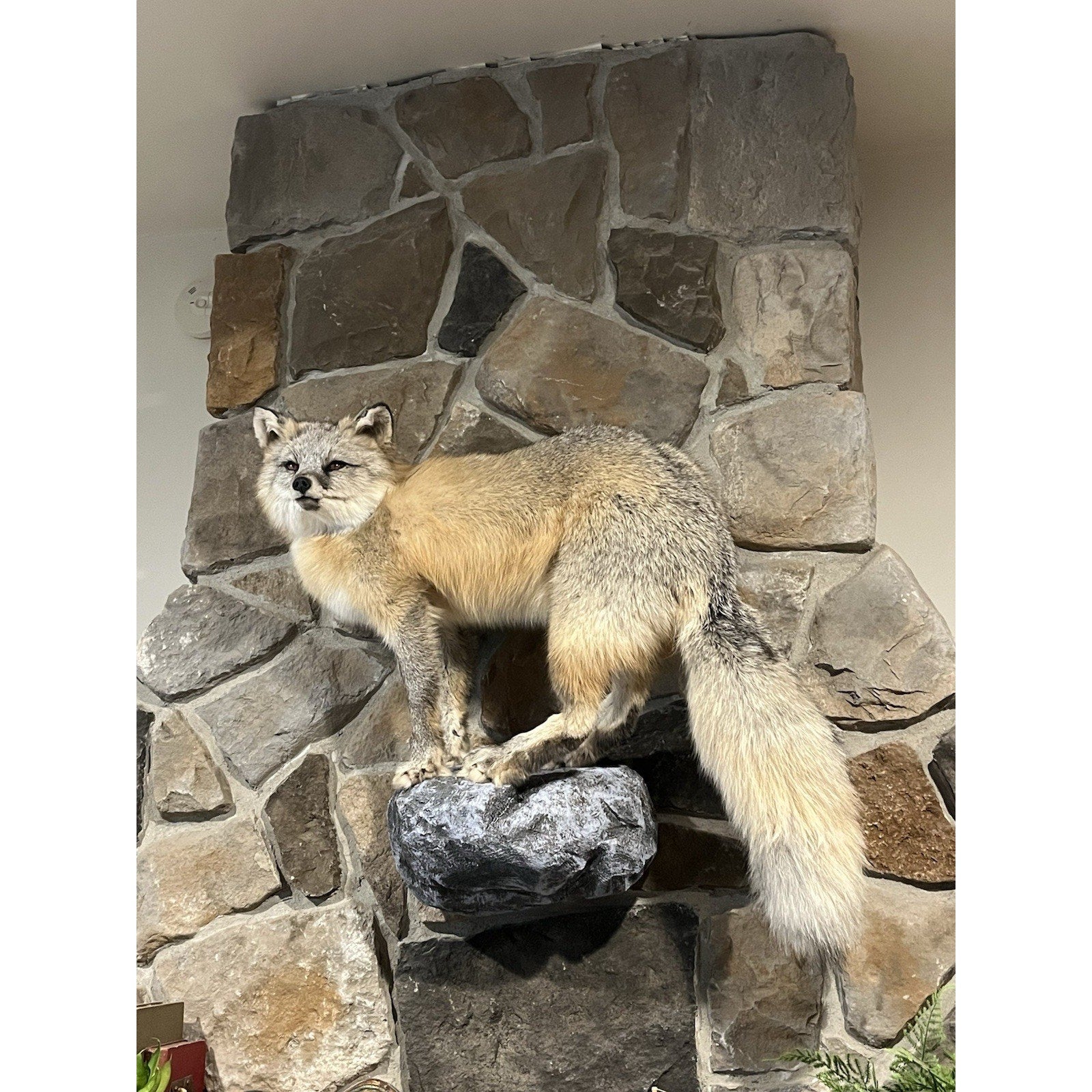 FHWL40 -museum Quality Ranch Fox Taxidermy mount