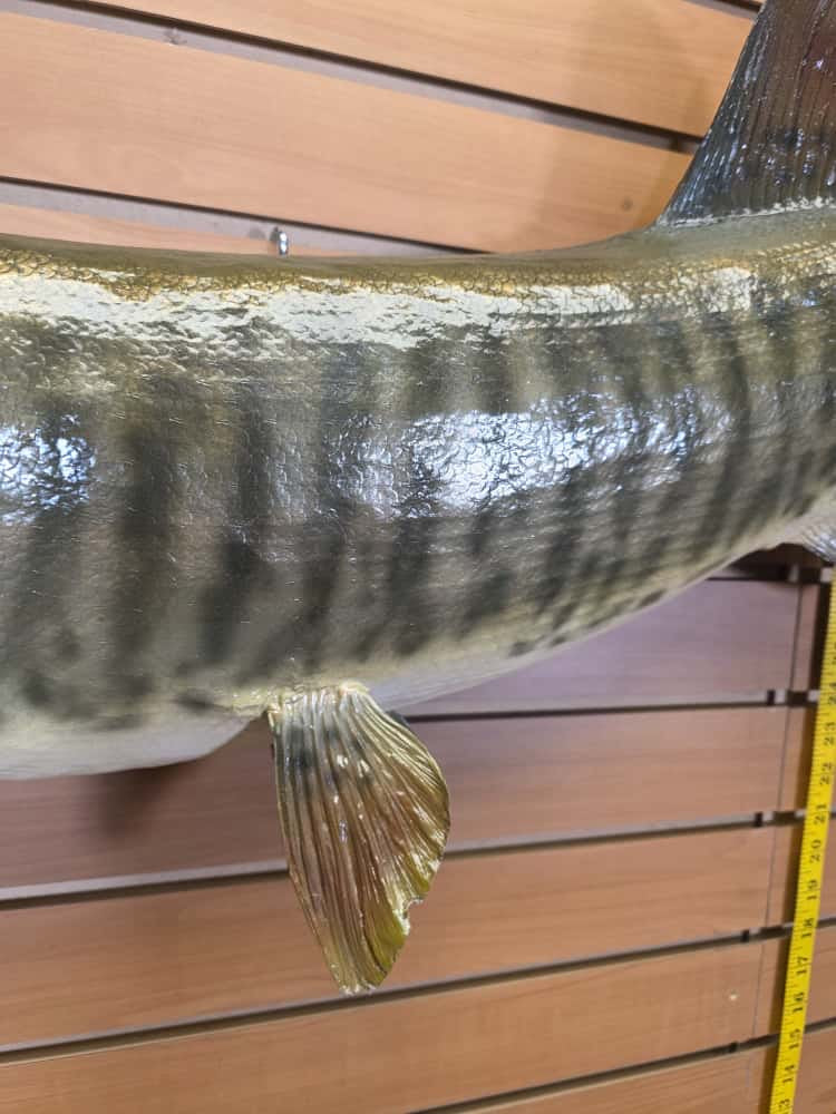 FHCM58 - Real Skin 51” Muskie Fish Taxidermy Wall Mount