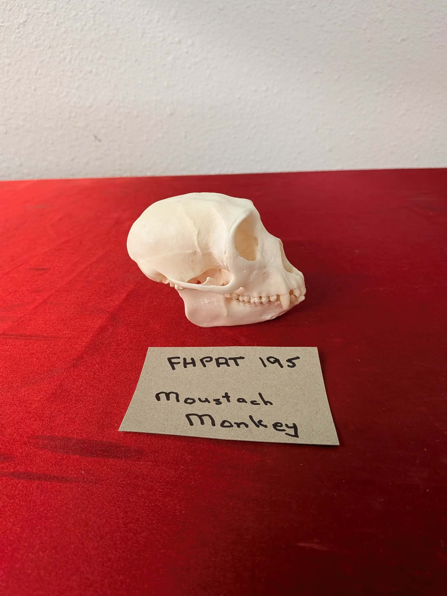 FHPAT195 - mustached real monkey skull
