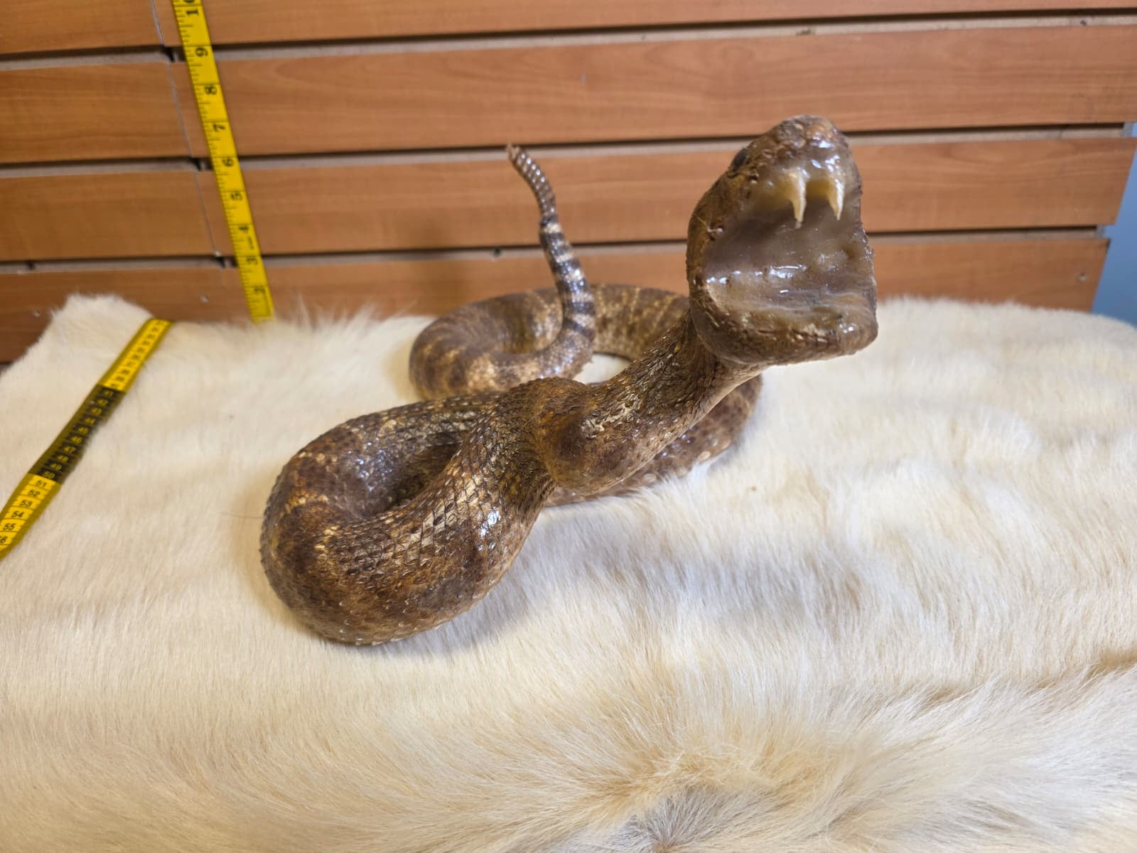JF5 - Rattlesnake taxidermy mount