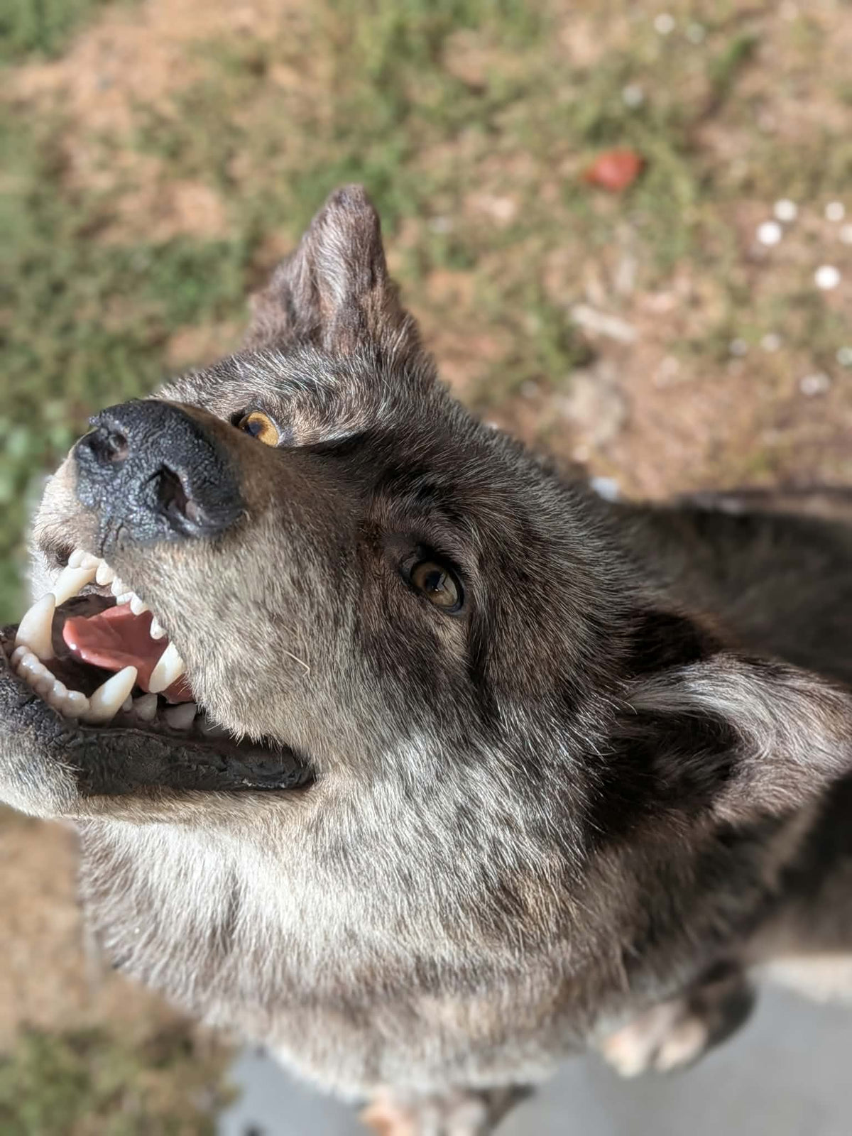 FHPAT247- Beautiful Alaskan Wolf Lifesize Taxidermy Mount