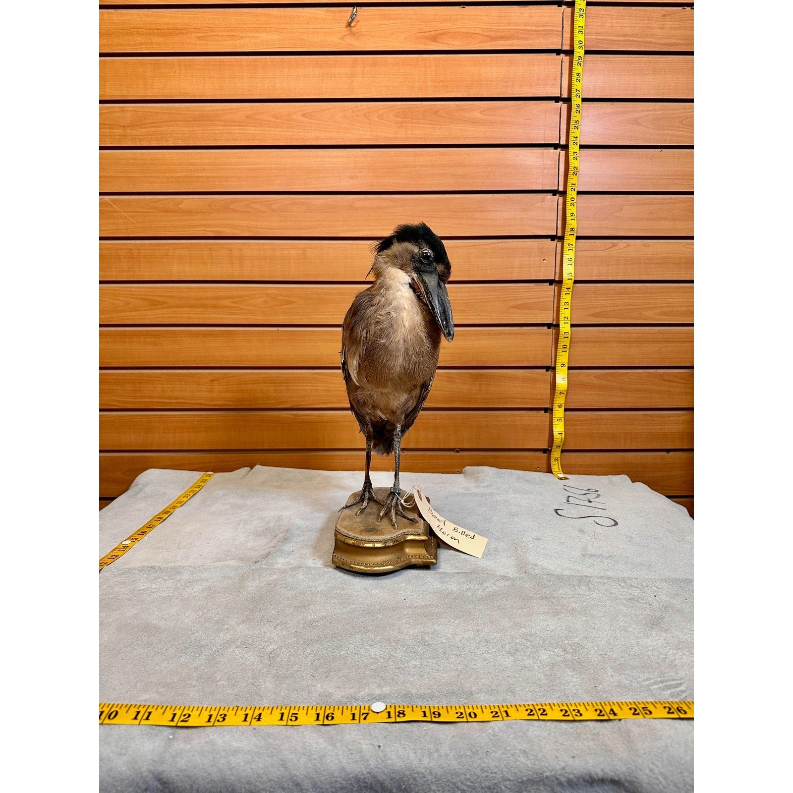 FHSF9-Boat billed Heron bird taxidermy