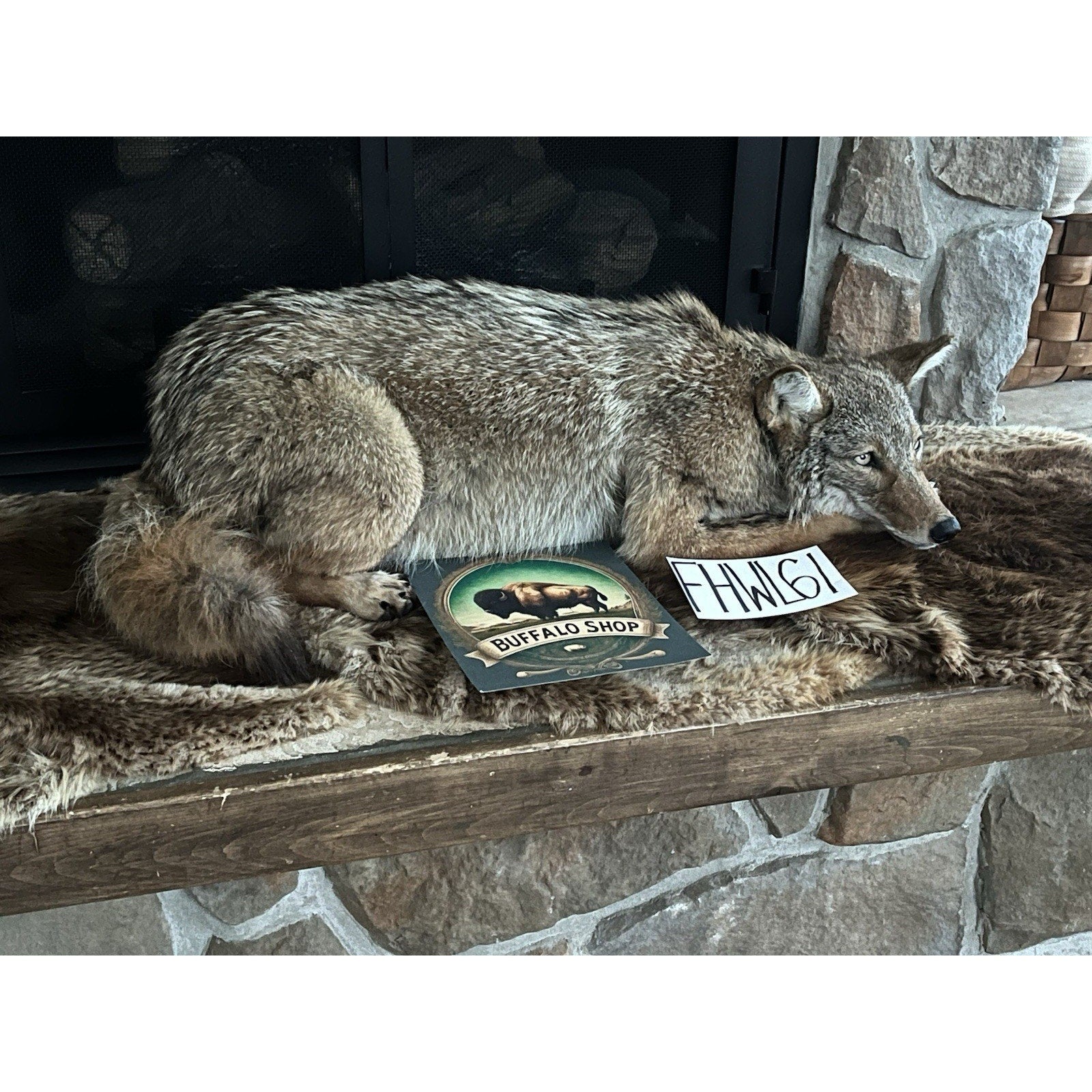 FHWL61 - Coyote Museum Quality Wall mount Taxidermy