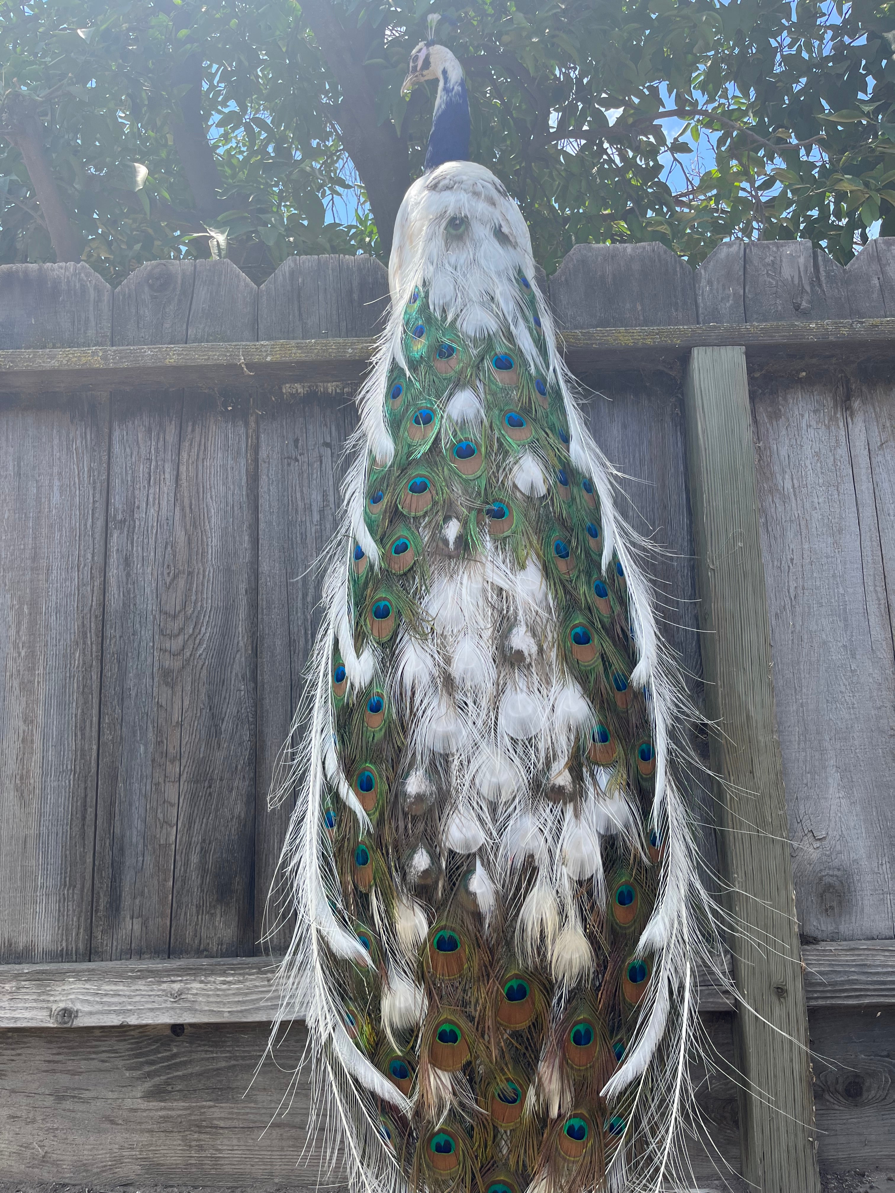 Museum quality pied PEACOCK Taxidermy Mount