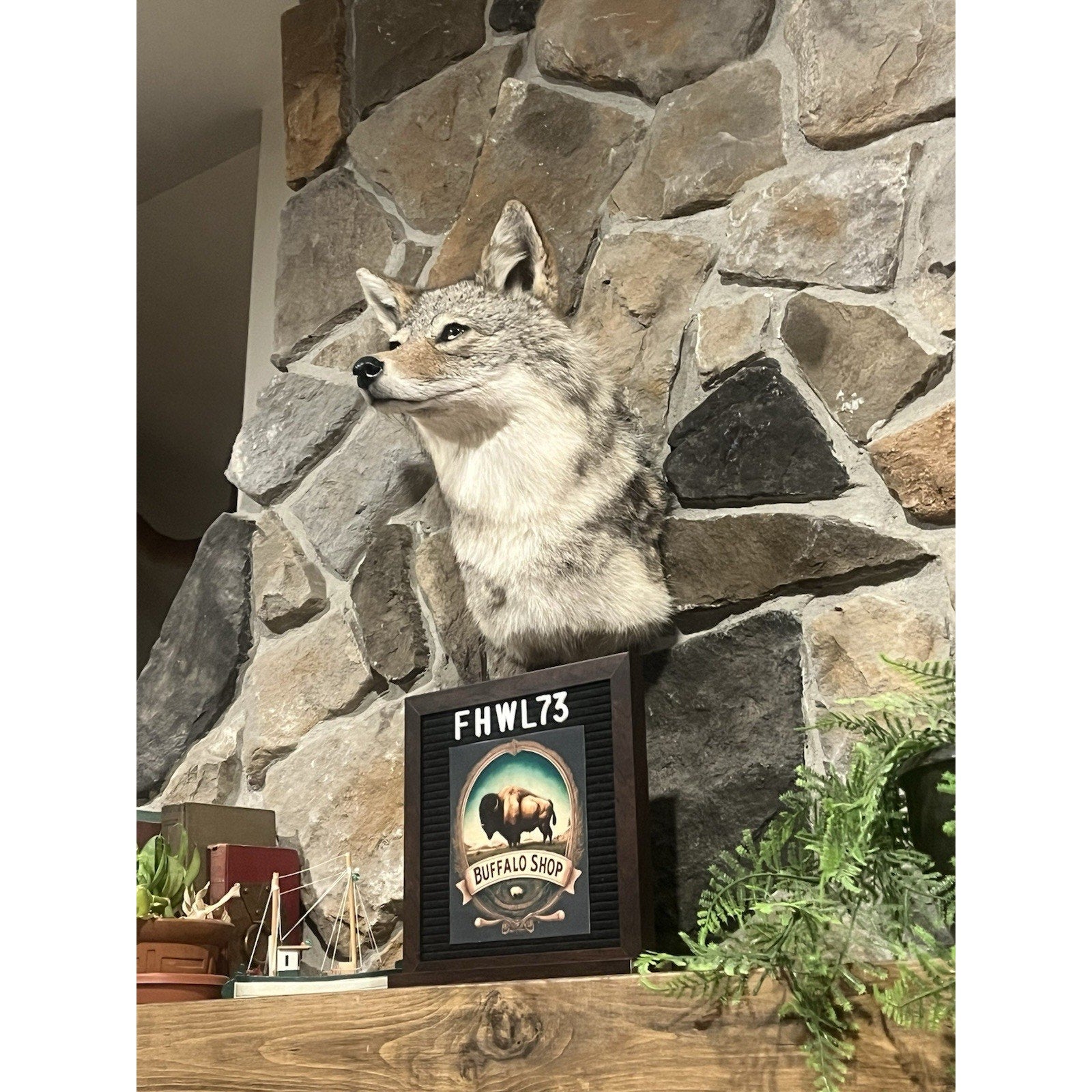 FHWL73 - Coyote Shoulder Museum Quality mount Taxidermy