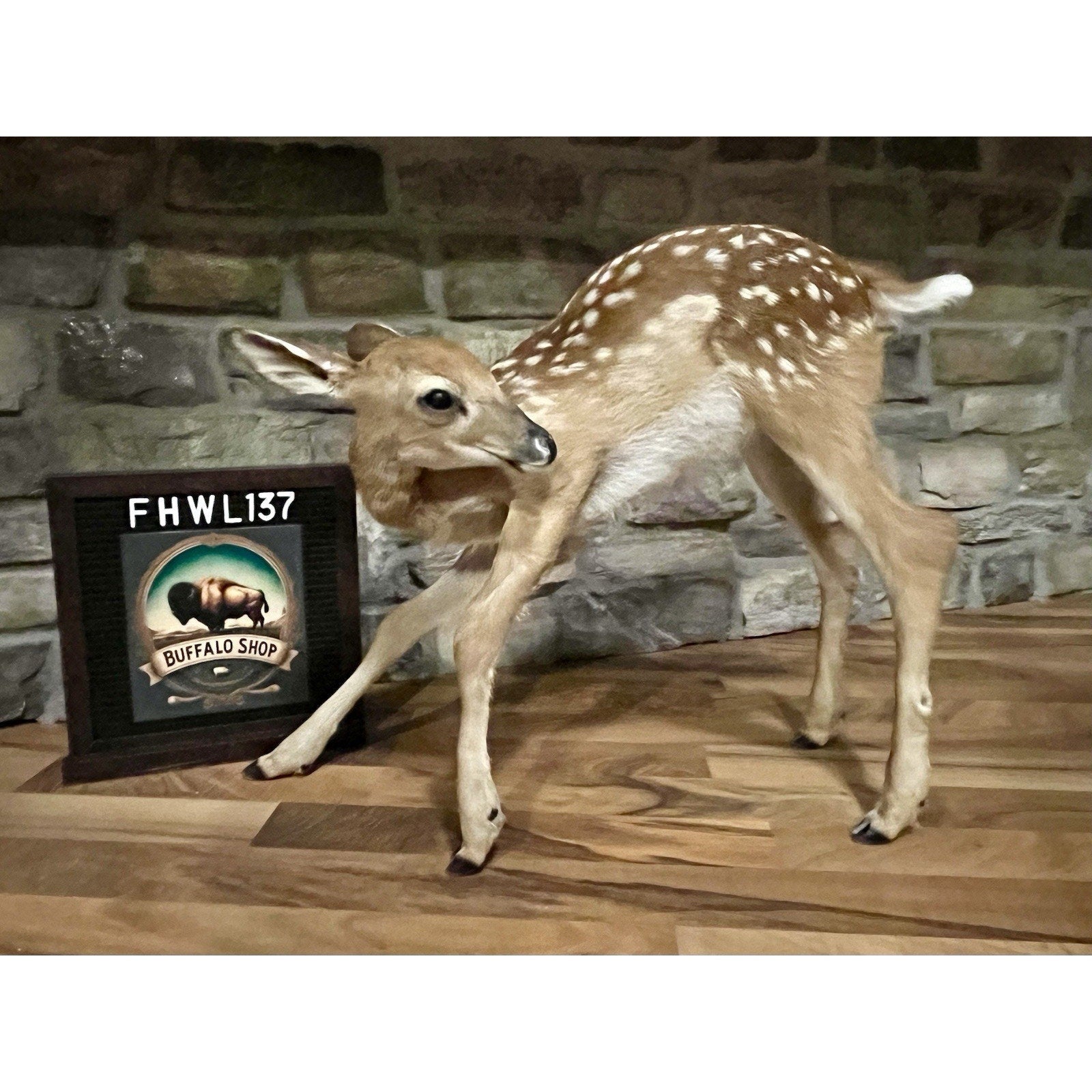 FHWL137 - Fawn Lifesize Taxidermy Mount Free Standing