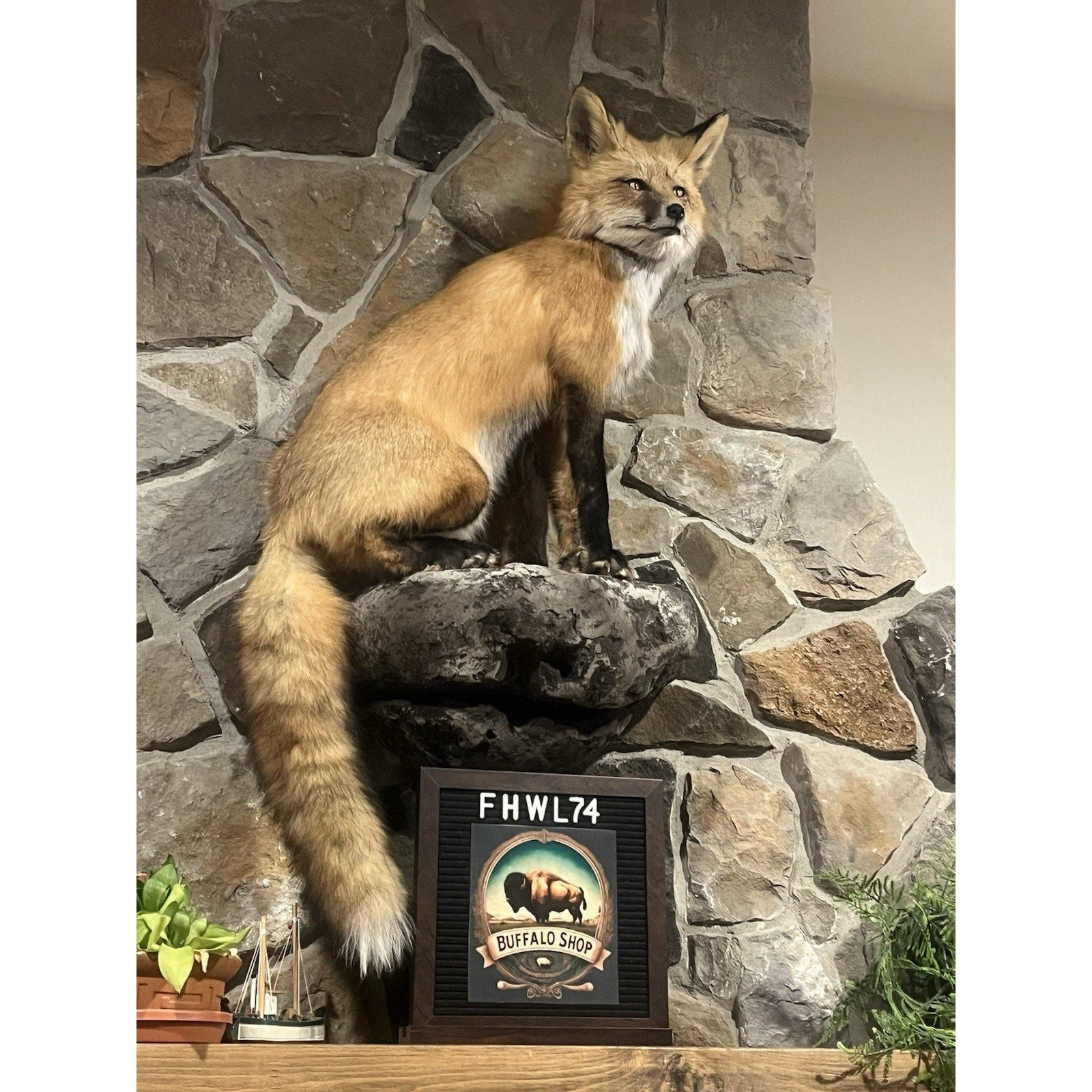 FHWL74 - Museum Quality Red Fox Taxidermy mount