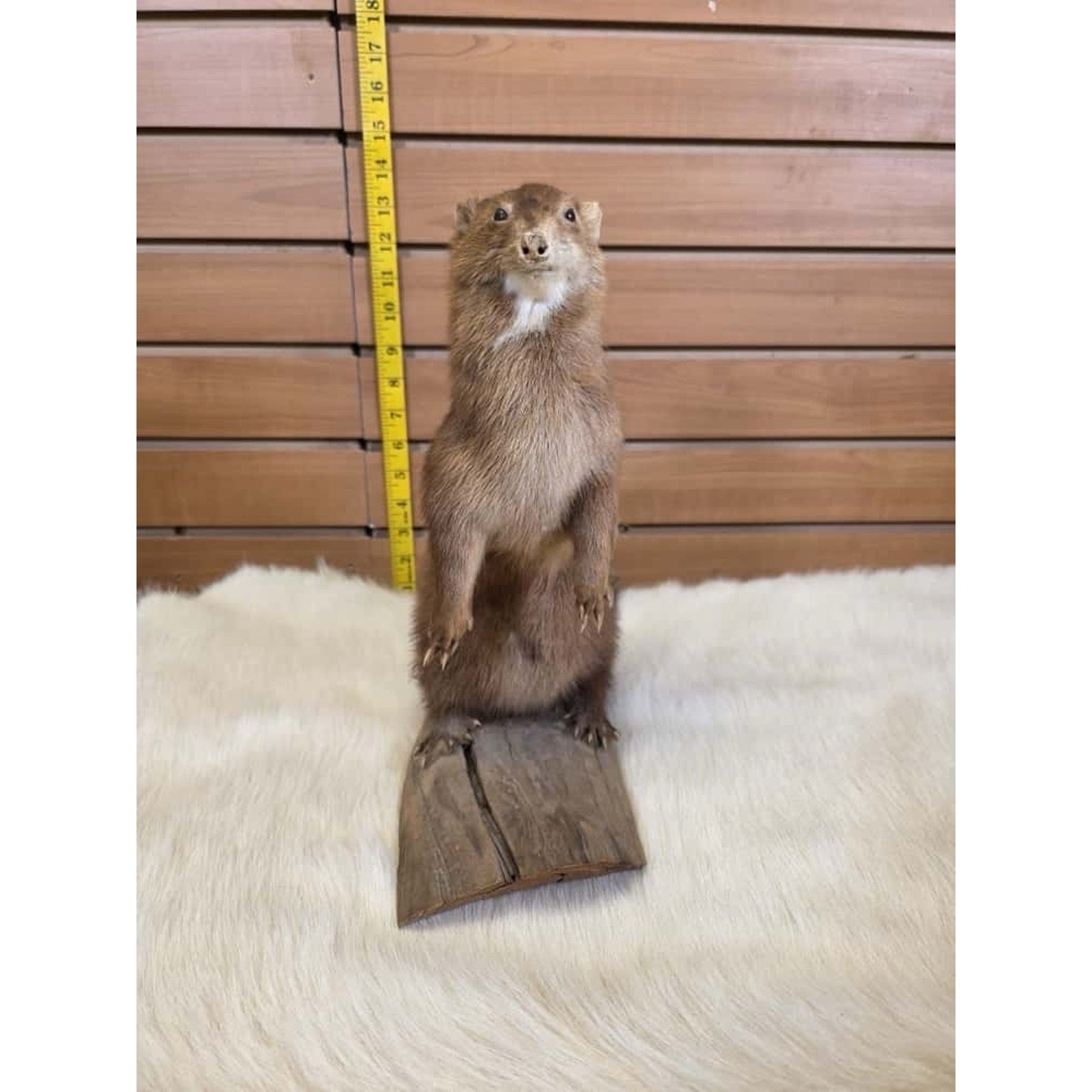 FHMN17- Mink Weasel Taxidermy Mount