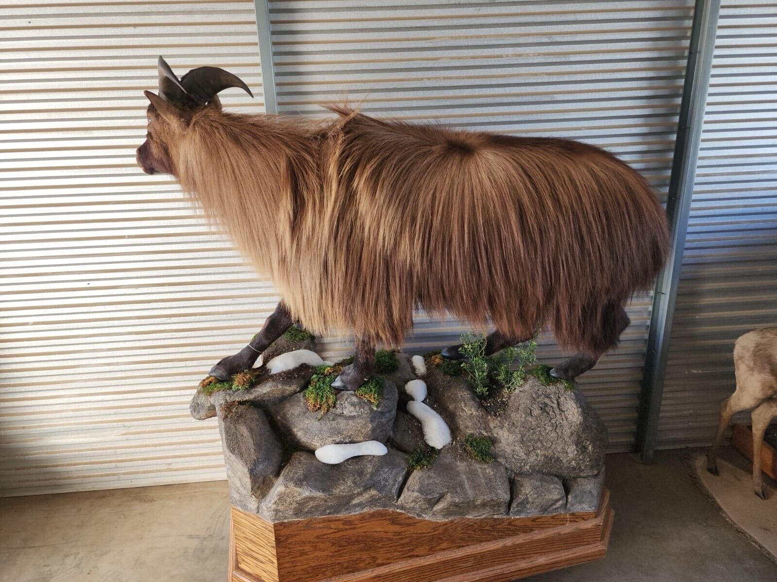 New Zealand Tahr Full Body Taxidermy Mount