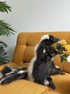 Large Prime Skunk Taxidermy Mount