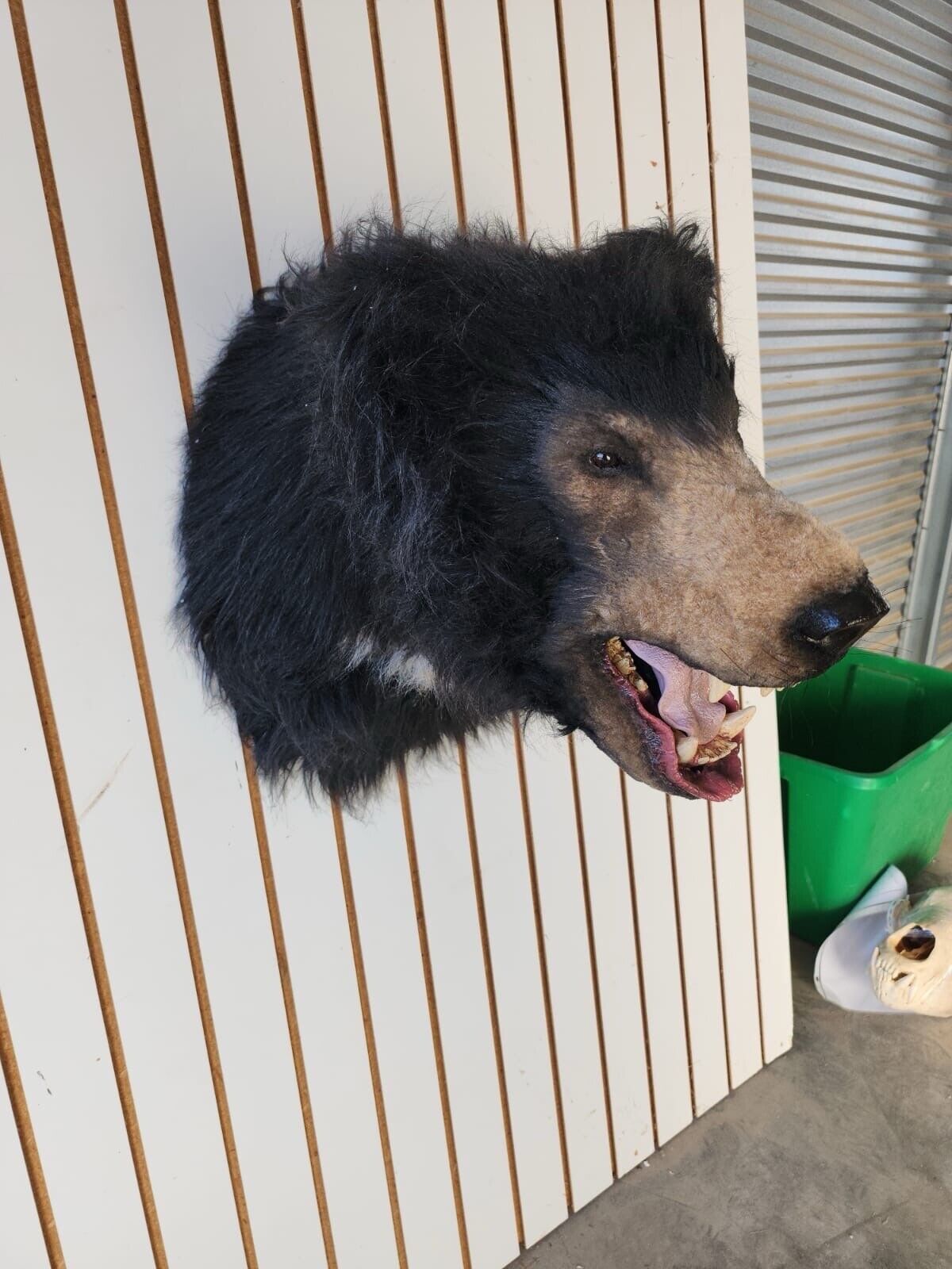 Reproduction Sloth Bear Shoulder Mount Taxidermy