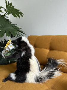 Large Prime Skunk Taxidermy Mount