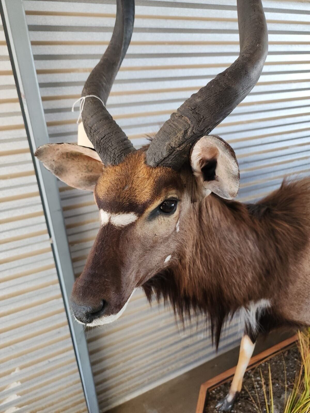 Nyala  Full Size Taxidermy Mount African Nyala Full Body Taxidermy Mount