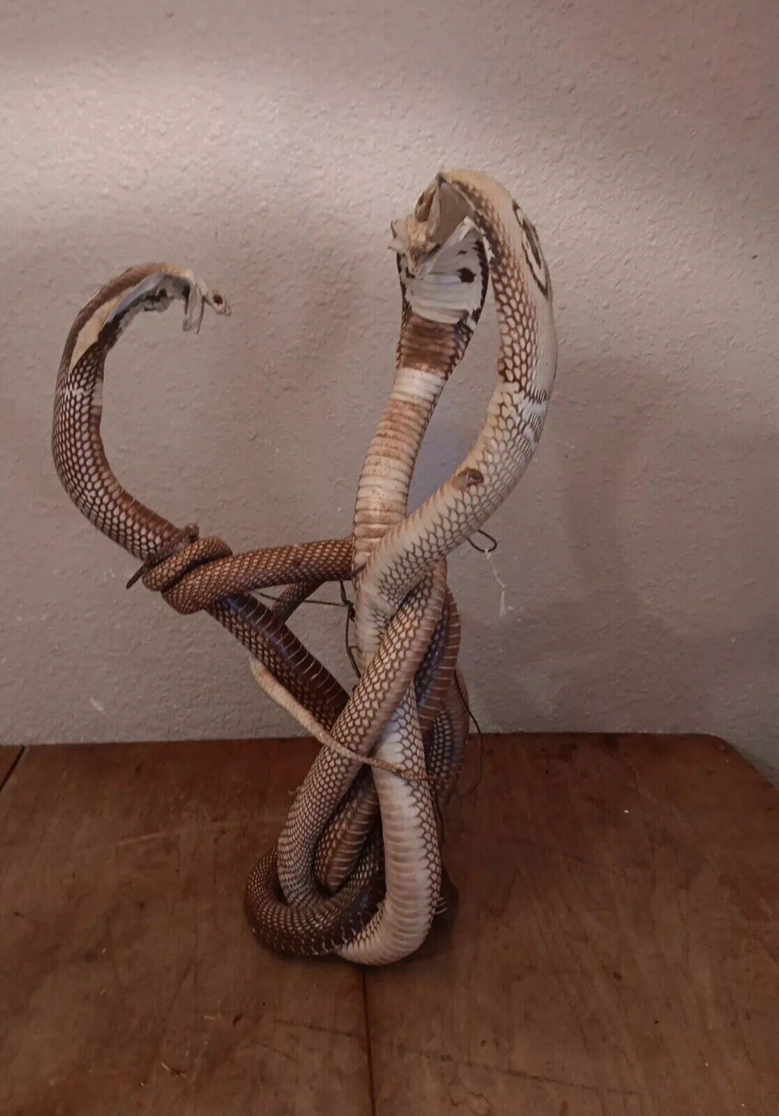  Cobras White  Taxidermy Standing Mount  Cotton Stuffed 22in Tall